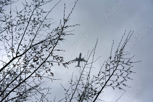 branches of a tree with aircraft