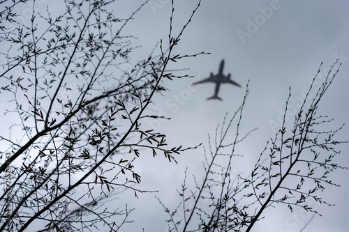 branches of a tree with aircraft