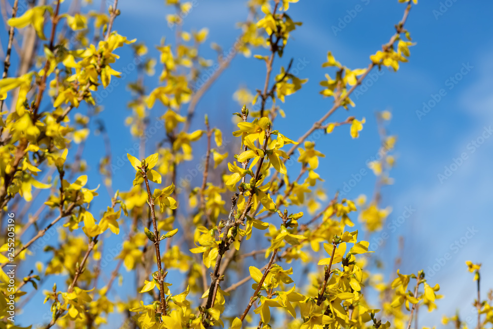 Forsythia flowers branch in springtime. Beautiful yellow flowers in the village. Blue sky. Spring blossoming florets. Selective focus. Forsythia flowers branch in springtime. Beautiful yellow flowers in the village. Blue sky. Spring blossoming florets. Selective focus.