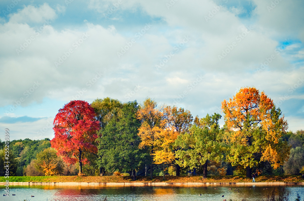 Autumn landscape. Bright colorful trees in the Park by the pond.