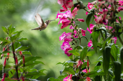 Rufous Hummingbird Tongue 5502