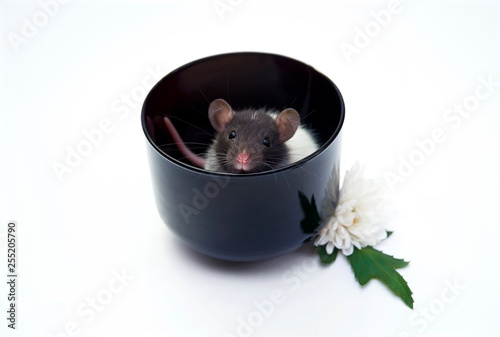 Pet. Black and white rat in a black mug on a white background.	 photo