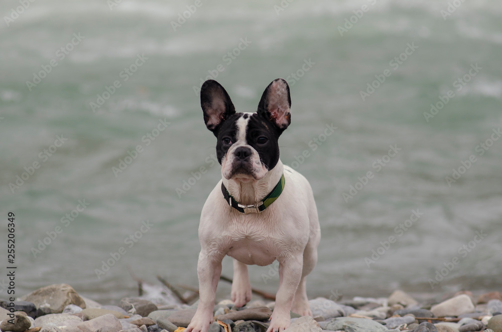 french bulldog wet on a river