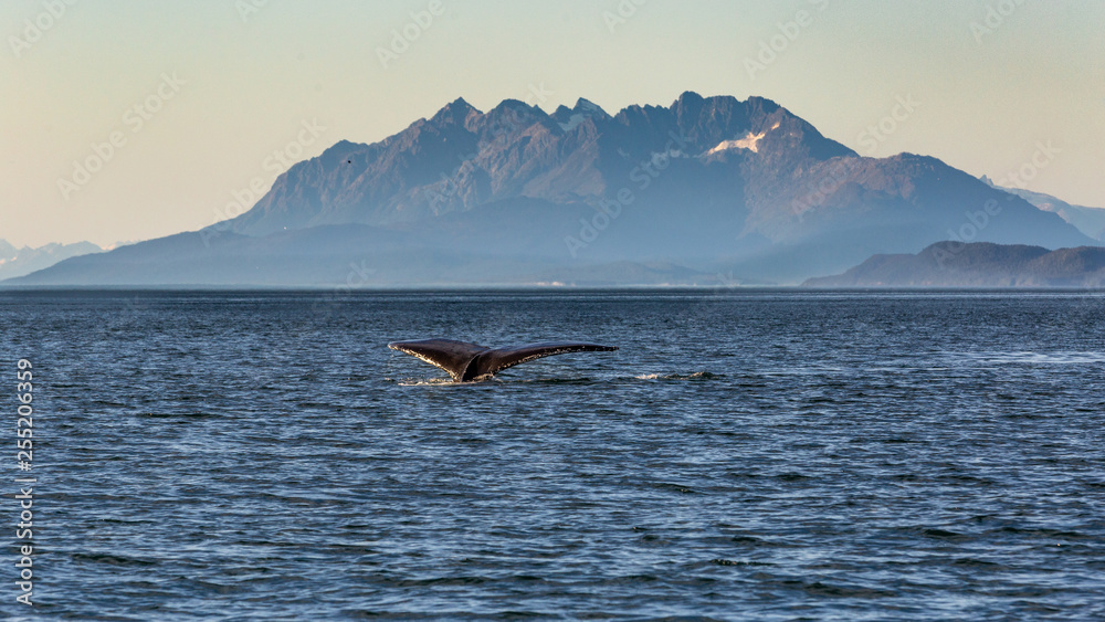 Fototapeta premium Whale watching in Juneau, Alaska