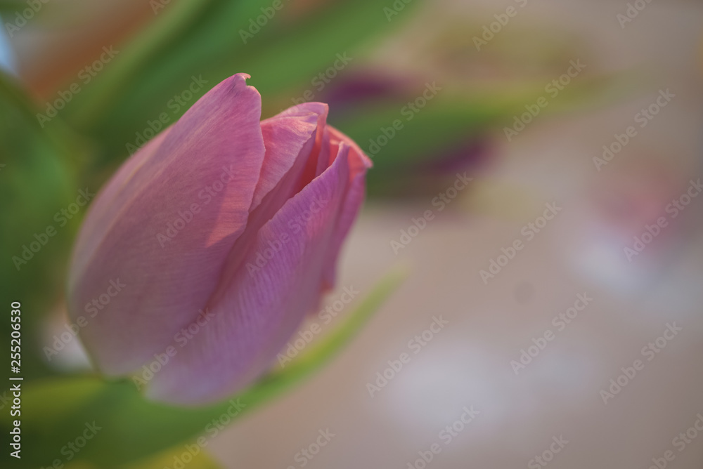 Blühende Tulpe