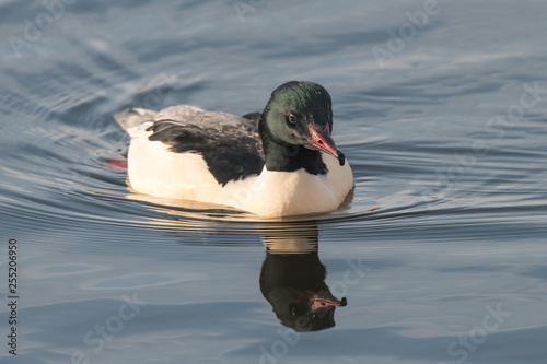 Goosander, Mergus merganser, male, swimming at sea photo