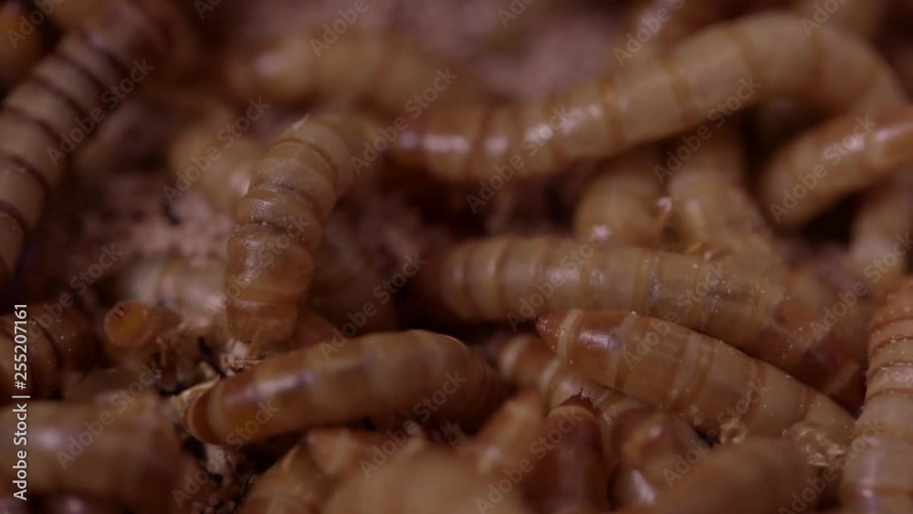 Tight macro shot of mealworms in meal Tight macro shot of mealworms in meal