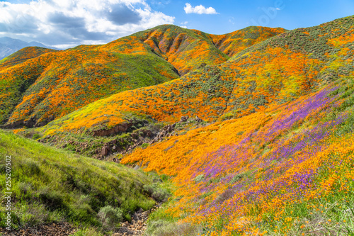 Colorful superbloom wildflowers © MODpix