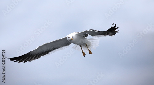 seagull with outspread wings in fligh