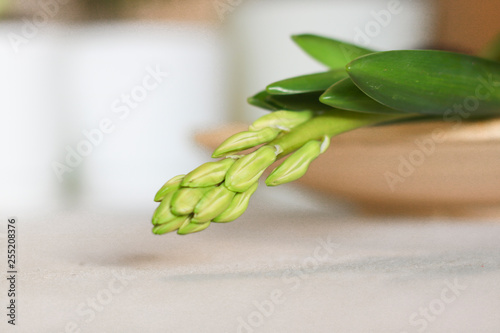 Hyacinth flower. The roots of hyacinth flower. The roots of hyacinth. Gardening. Care of home plants.