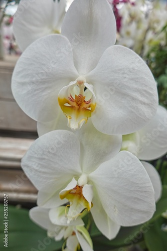 white orchid in bloom in the garden