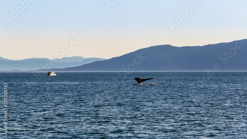 Whale watching in Juneau, Alaska © DiegoRussoPh
