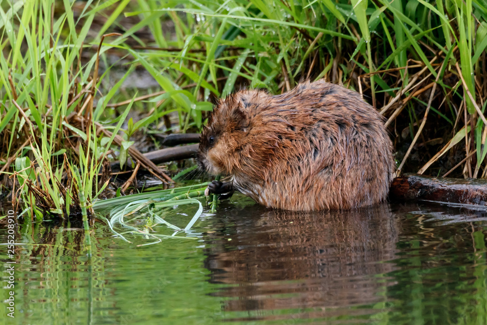 Muskrat eating grass on river. Cute common brown water rodent animal in wildlife. Muskrat eating grass on river. Cute common brown water rodent animal in wildlife.