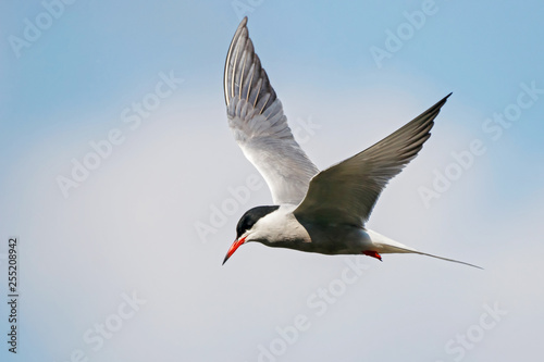 Common tern flying in sky over water. Cute fast agile white waterbird. Bird in wildlife.
