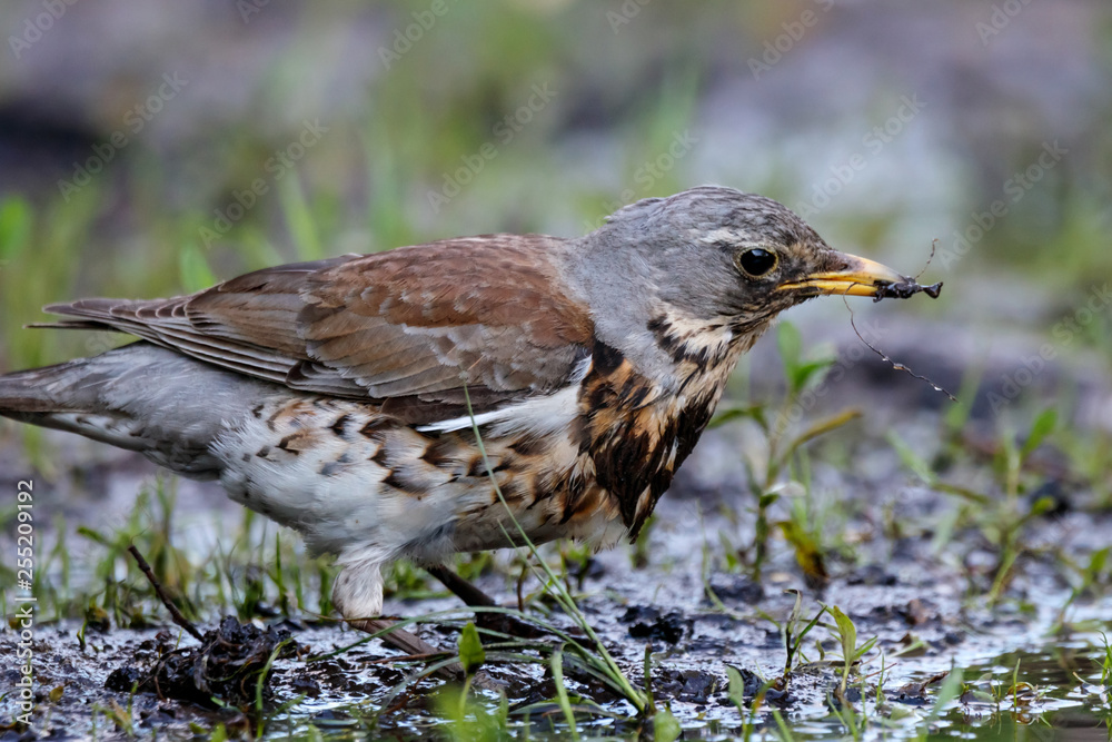 Fieldfare collecting dirt for nest. Cute common brown thrush on ground. Bird in wildlife. Fieldfare collecting dirt for nest. Cute common brown thrush on ground. Bird in wildlife.