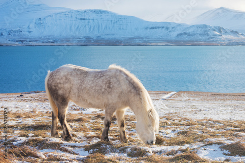 White Icelandic horse. The Icelandic horse is a breed of horse developed in Iceland. A group of Icelandic Ponies in the pasture with mountains in the background