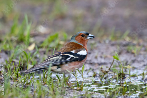 Common chaffinch on ground near puddle. Cute little red spring songbird in wildlife.