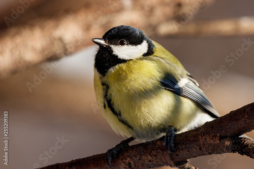 Great tit sitting on branch of tree portrait. Cute bright common park songbird in wildlife.