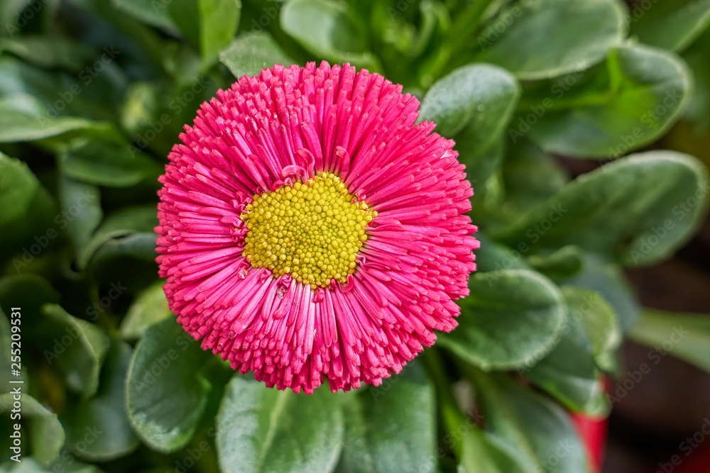 bellis perennis daisy pomponette flower bellis perennis daisy pomponette flower