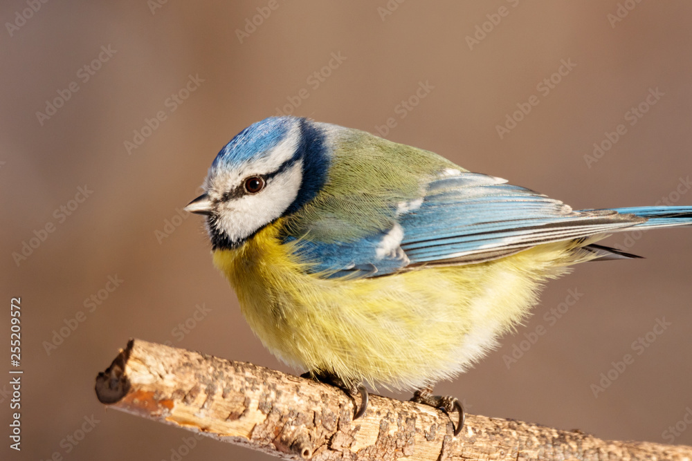 Obraz premium Blue tit sitting on branch of tree portrait. Cute bright common little yellow songbird in wildlife.