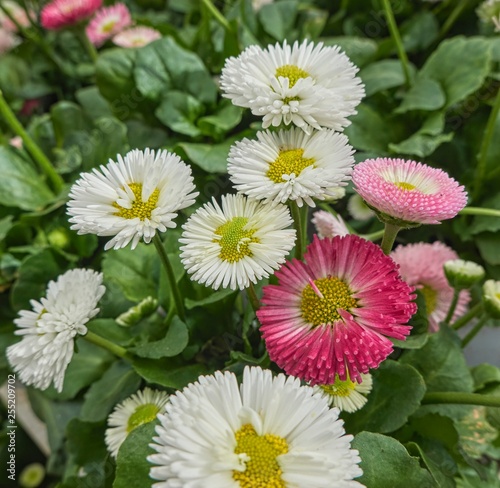 bellis perennis daisy pomponette flower