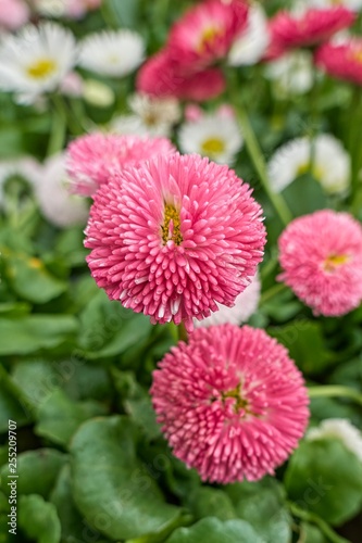 bellis perennis daisy pomponette flower