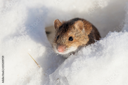 Striped field mouse looking from hole in snow in winter. Cute little common rodent animal in wildlife. photo