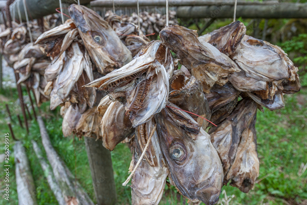 stockfish on drying racks in the Lofoten Island chain, northern Norway stockfish on drying racks in the Lofoten Island chain, northern Norway