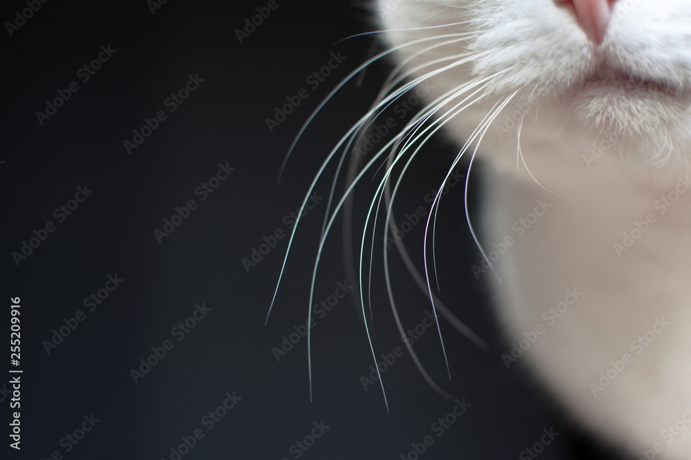 Fototapeta Close up of white cat whiskers on dark background