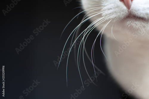 Fototapeta Close up of white cat whiskers on dark background