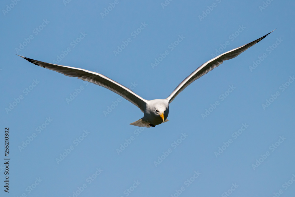 Caspian gull adult in flight. Large waterbird in wildlife. Caspian gull adult in flight. Large waterbird in wildlife.