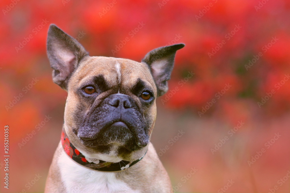 Portrait shot of head of a fawn French Bulldog dog with black mask and pointy ears in front of blurry red autumn background