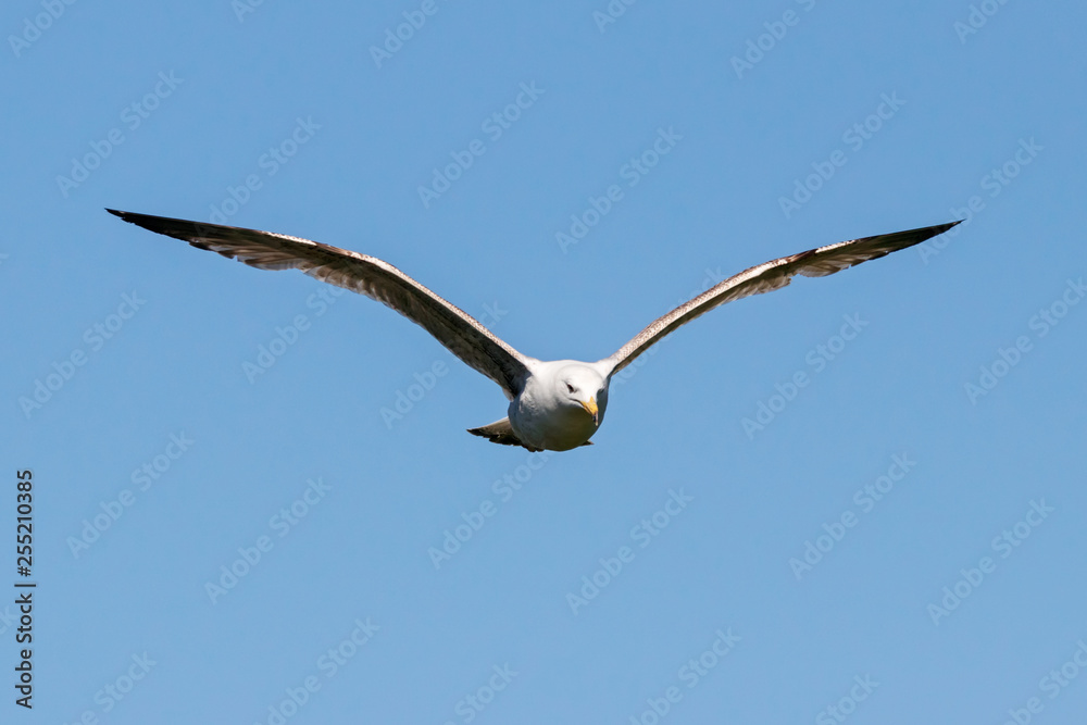 Caspian gull young flying under blue sky. Large waterbird in wildlife. Caspian gull young flying under blue sky. Large waterbird in wildlife.