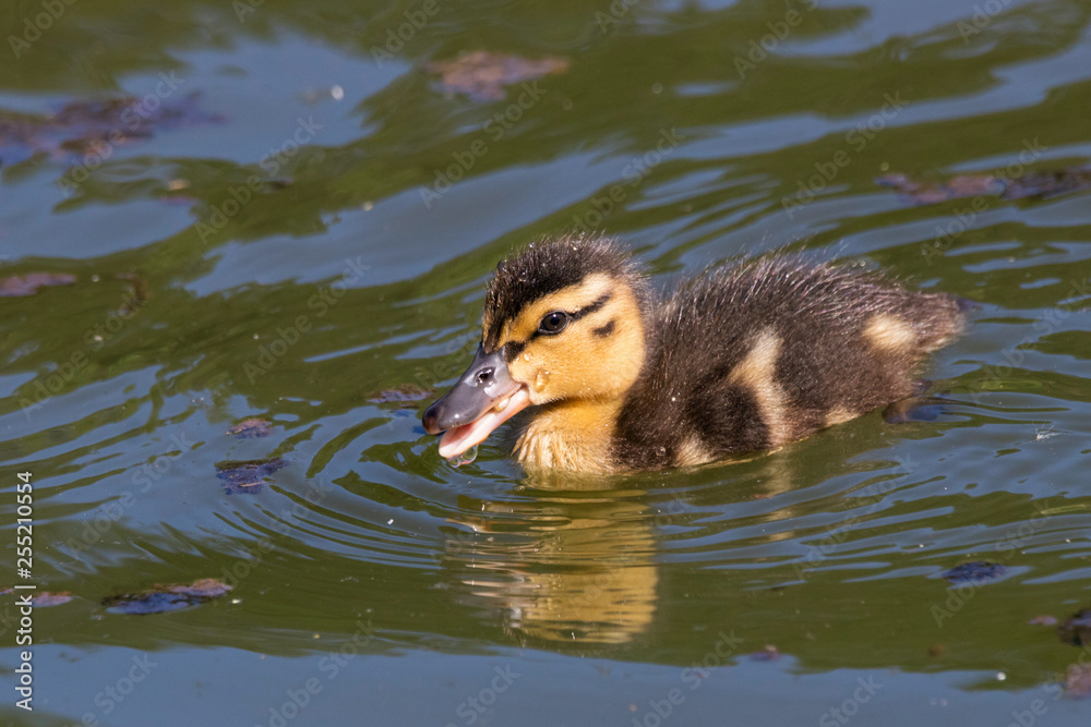 Mallard duckling swimming on water. Cute little baby waterbird in wildlife. Mallard duckling swimming on water. Cute little baby waterbird in wildlife.