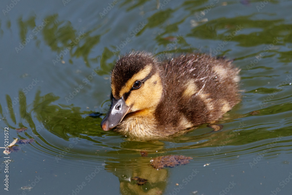 Mallard duckling swimming on water. Cute little baby waterbird in wildlife. Mallard duckling swimming on water. Cute little baby waterbird in wildlife.