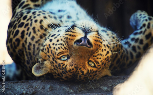 leopard © The Len
