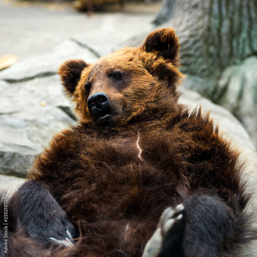 Obraz premium Funny brown bear