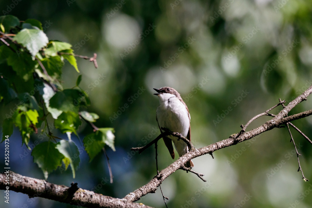 Fototapeta premium European pied flycatcher male singing on branch of birch tree. Cute black white common park songbird. Bird in wildlife.