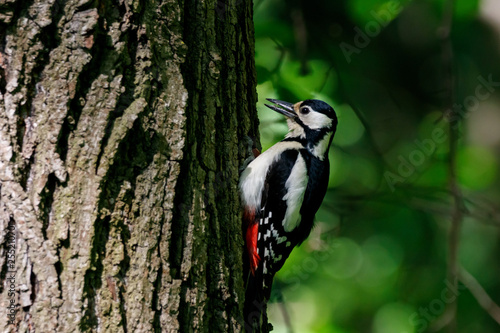 Great spotted woodpecker perched on bark of tree with open beak. Cute common black white red park bird in wildlife.