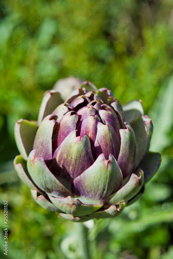 Fototapeta premium Fresh green artichoke vegetable in the garden.