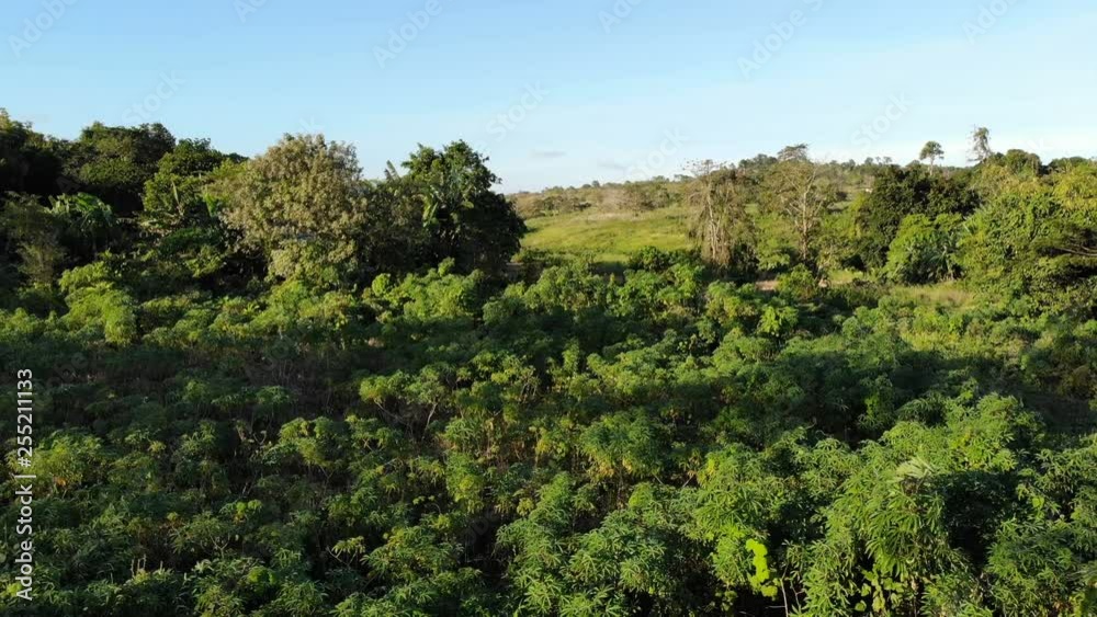 Fly over cassava plantation in countryside Philippines