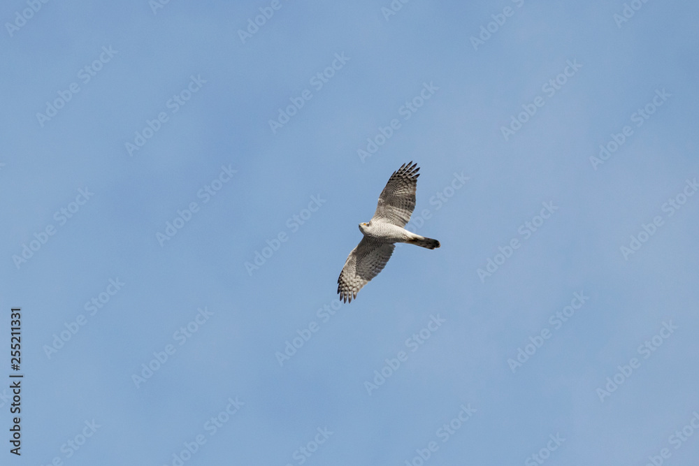 Fototapeta premium Northern goshawk (accipiter gentilis) adult flying under blue sky. Large forest hawk. Majestic bird of prey in wildlife.