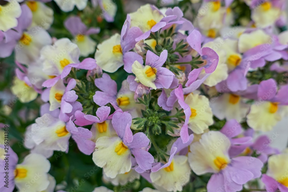 colorful snapdragon in bloom