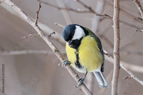 Great tit (parus major) sitting on branch of bush. Cute common colorful park songbird. Bird in wildlife.