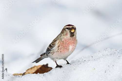 Common redpoll male eating sunflower seeds on snow. Cute little white brown finch with pink breast. Bird in wildlife.