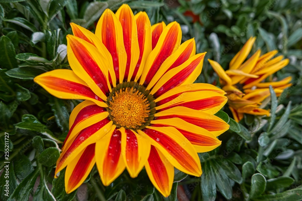 garzania flower in bloom in the garden in spring garzania flower in bloom in the garden in spring