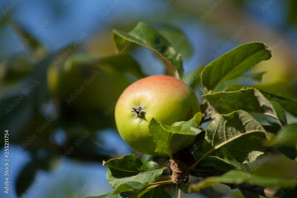 Apple Tree - young fruits on the branch. Apple Tree - young fruits on the branch.