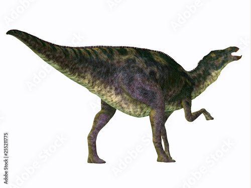 Maiasaurus Dinosaur Tail - Maiasaurus was a large herbivorous dinosaur that lived in Montana during the Cretaceous Period. © Catmando