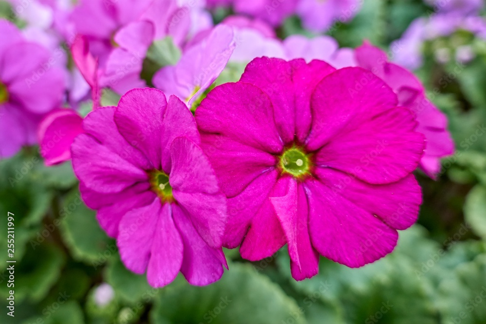 colorful primroses in spring season colorful primroses in spring season