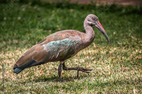 hadada ibis walking on grass
